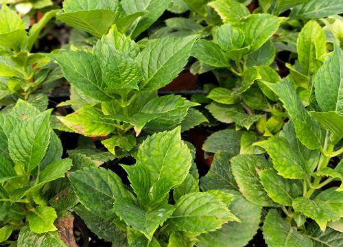 绣球花耐热吗?