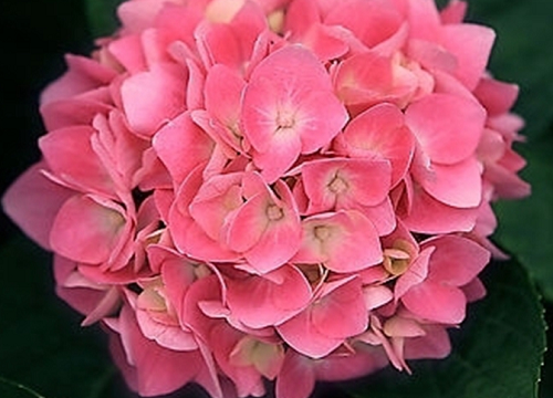 绣球花耐热吗?