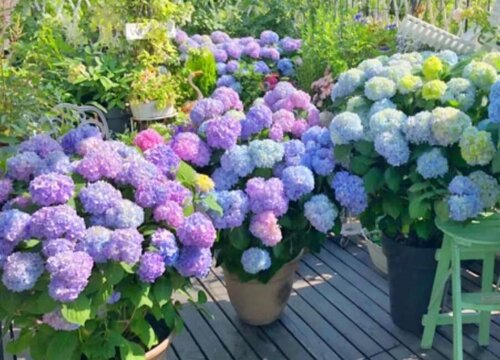 无尽夏绣球花一年开几次花
