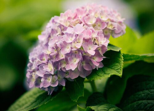 绣球花为什么叫招鬼花?