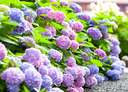 绣球花为什么叫招鬼花?