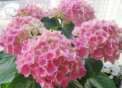绣球花为什么叫招鬼花?