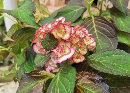 绣球花一年开几次花