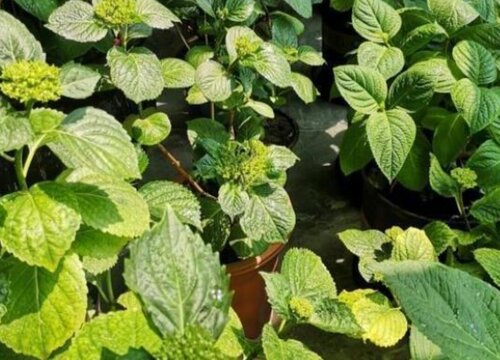绣球花叶片发黄怎么回事?