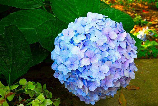 绣球花 绣球花的养殖方法以及注意事项