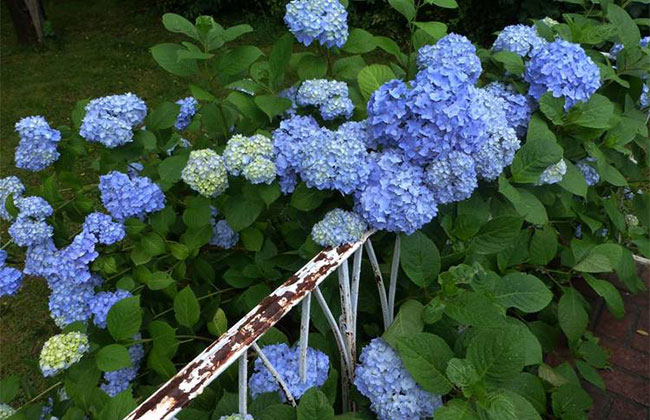 绣球花苗什么时候种植?绣球花种植时间和方法 绣球花苗什么时候种植好