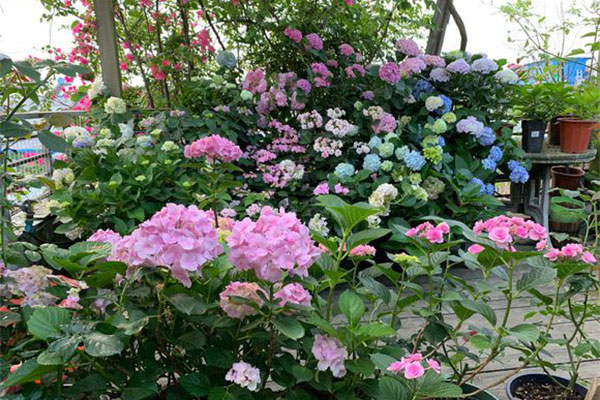 绣球花苗什么时候种植?绣球花种植时间和方法 绣球花苗什么时候种植好