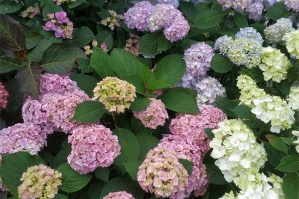 1590206894569990.jpg 绣球花苗什么时候种植好