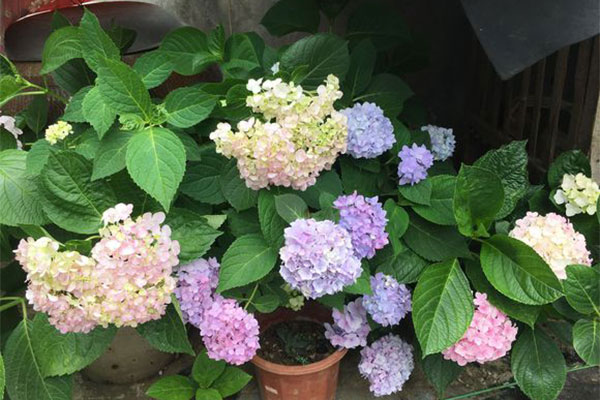 绣球花苗什么时候种植?绣球花种植时间和方法 绣球花苗什么时候种植好