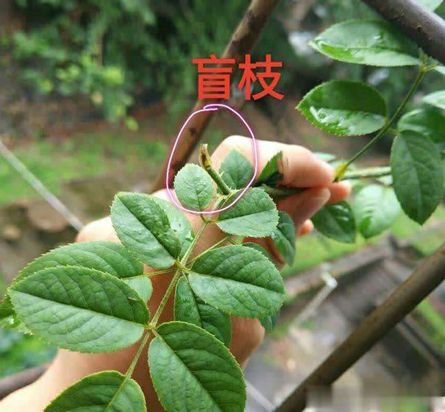 月季盲芽怎么修剪 月季盲芽怎么修剪?