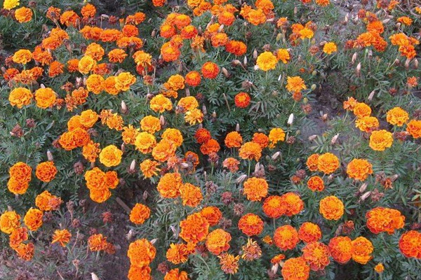 孔雀草 孔雀草
