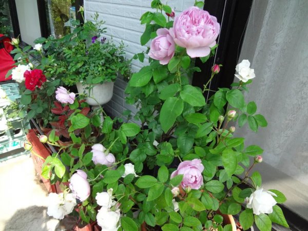 月季花适合几月份移栽种植