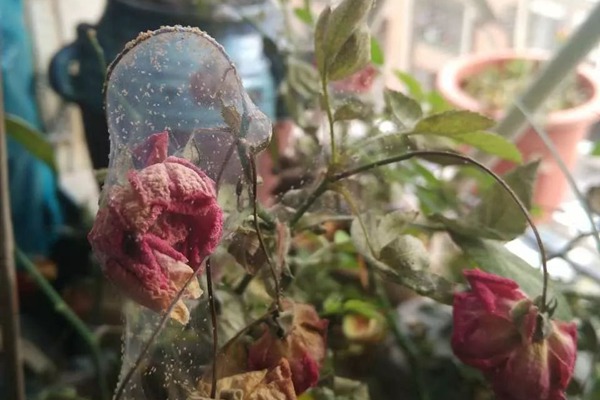 春季红蜘蛛频发,如何来防治 月季染上红蜘蛛的症状以及清除方法