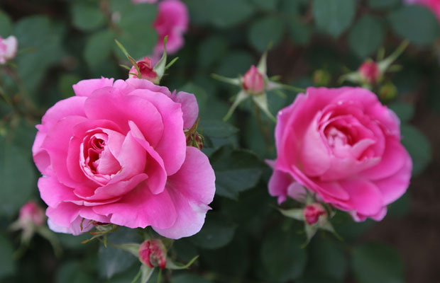 夏季月季花怎么管理养护?