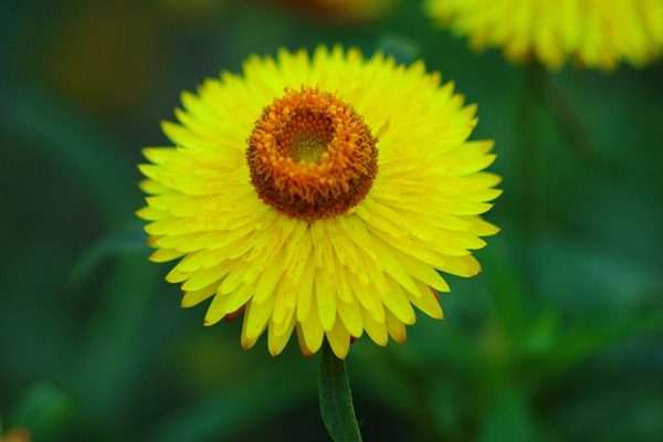 1552996191297825.jpg 麦秆菊怎么种植做鲜切花