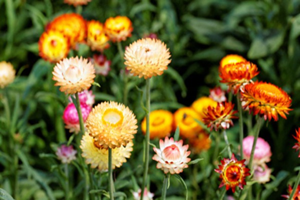 1552996179834700.jpg 麦秆菊怎么种植做鲜切花