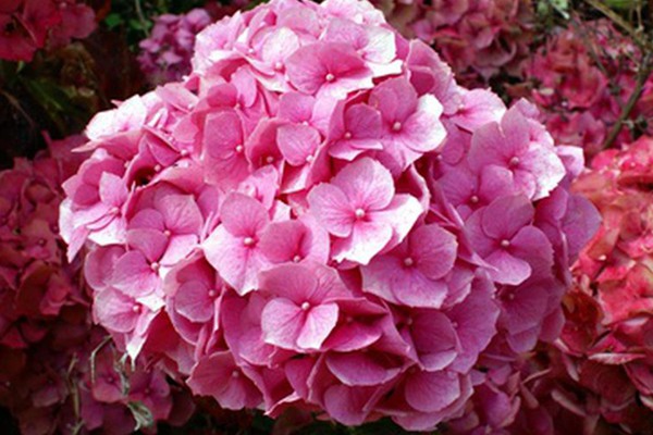 1543818791807811.jpg 绣球花什么时候修剪(绣球花修剪注意事项)