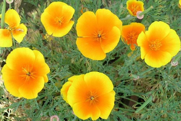 花菱草 花菱草