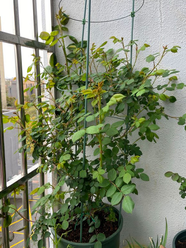 月季盲芽怎么修剪 月季盲芽怎么修剪?