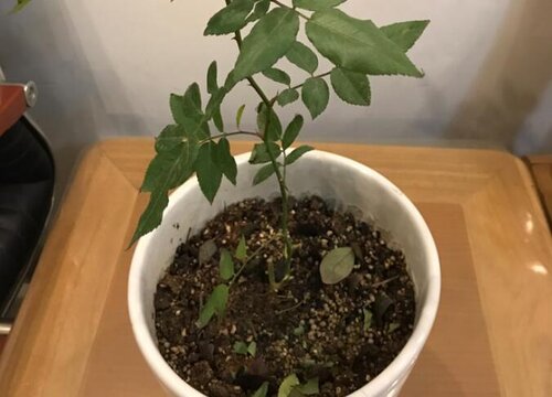 月季冬天会掉叶子吗?