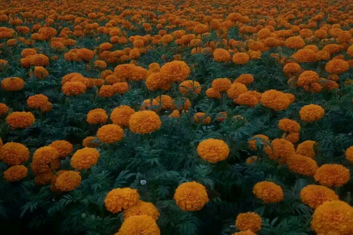 橙色万寿菊种子 橙色万寿菊种子