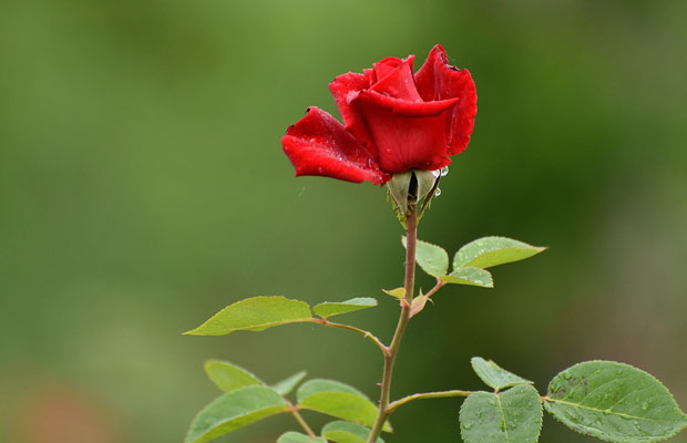 夏季月季花怎么管理养护?