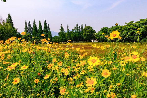 金鸡菊 金鸡菊