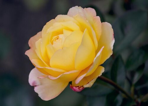 月季花什么时候剪枝叶最好