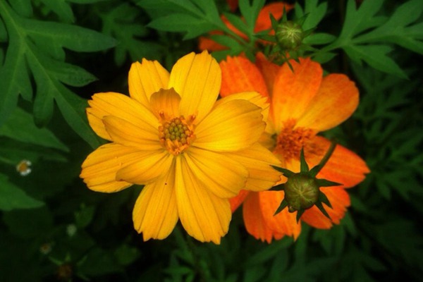 硫华菊 硫华菊