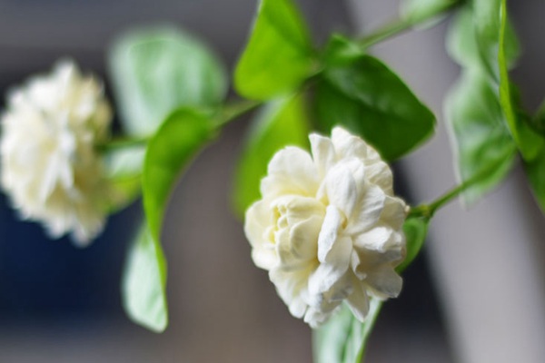 茉莉花的种植步骤详解 茉莉花的种植步骤详解