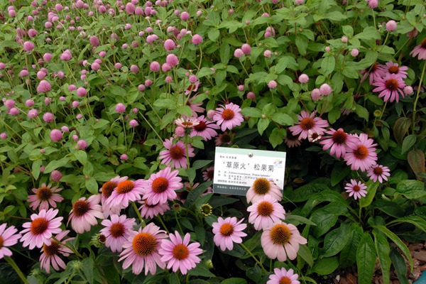 松果菊 松果菊