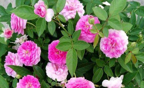 茉莉花和月季哪个更好养?