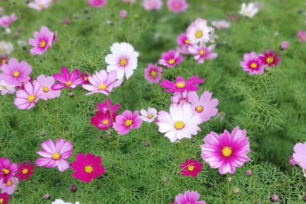 格桑花种子怎么种,需要泡吗? 格桑花种子怎么种,需要泡水催芽吗?