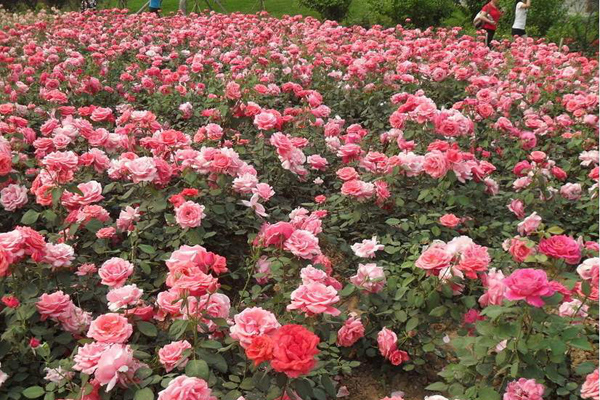 月季 月季花的花语是什么?