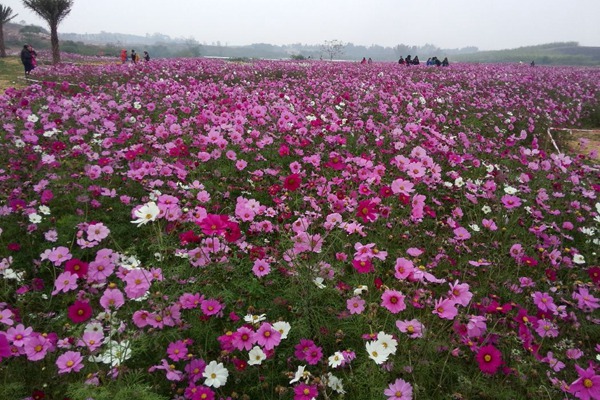 格桑花 格桑花