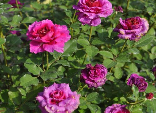 月季牙签苗长花苞需要怎么修剪