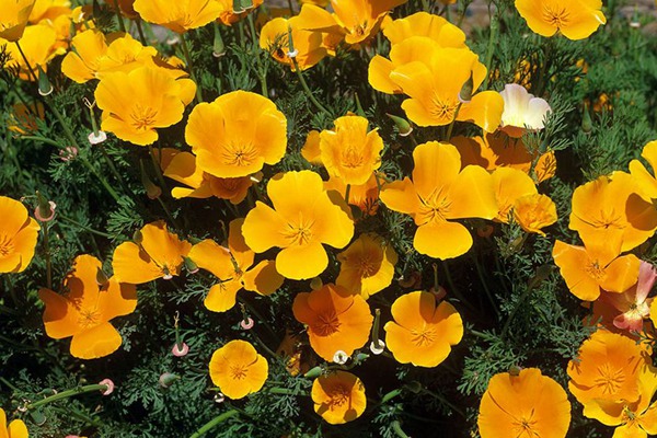 花菱草 花菱草