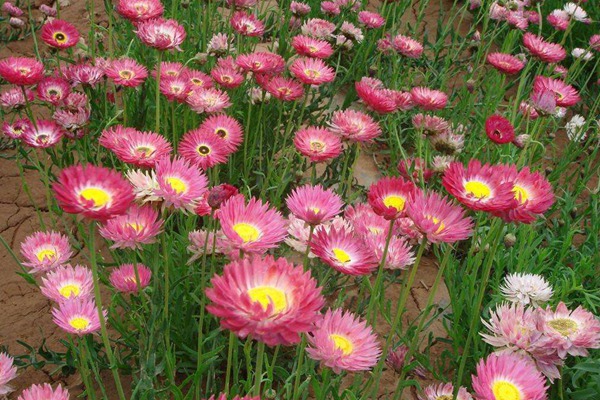 永生菊 永生菊