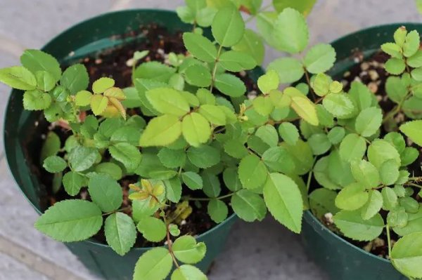 月季花适合几月份移栽种植