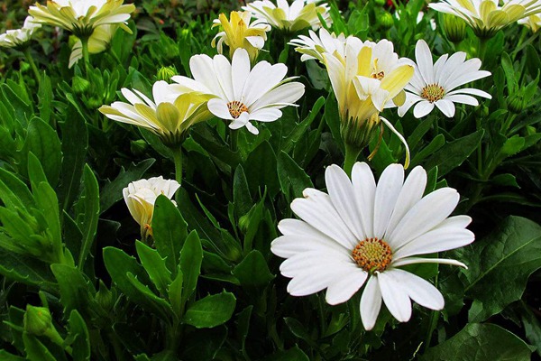绸缎花 绸缎花