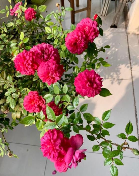 榴花秋舞月季是灌木吗,有没有香味?