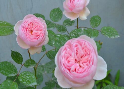 夏季养月季还需要施肥吗?