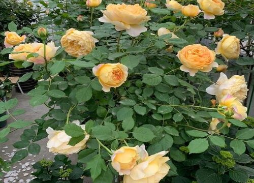 月季花叶子蔫了怎么办
