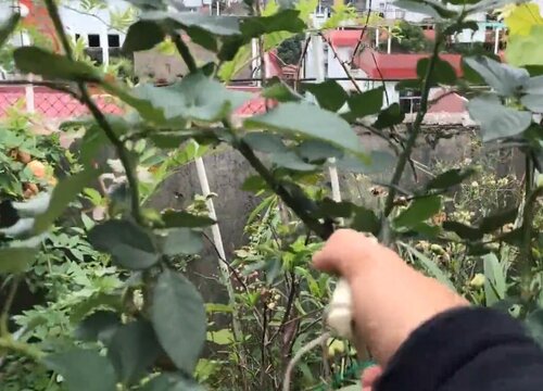 月季夏天可以剪枝吗,月季夏季剪枝有什么注意事项