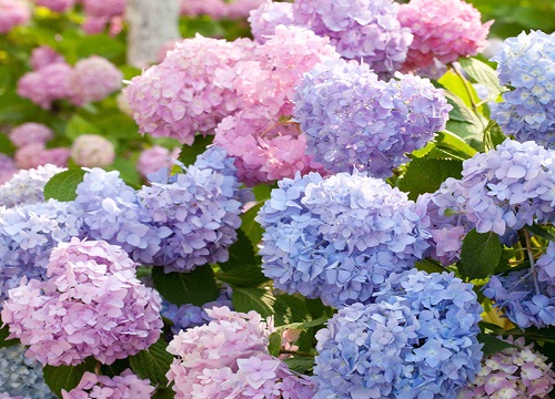绣球花为什么叫招鬼花?