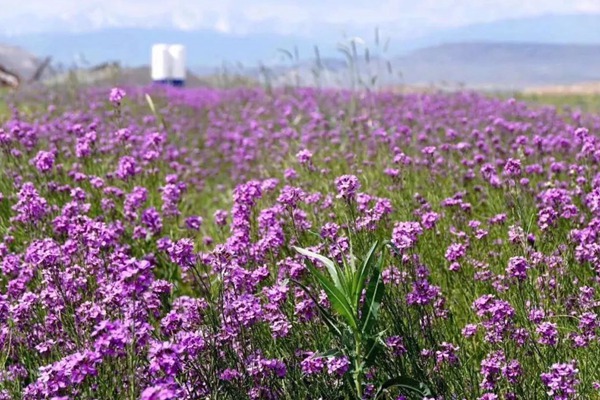蓝香芥 蓝香芥