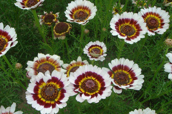 花环菊种子 花环菊种子