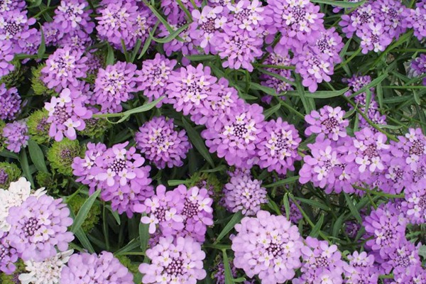 蜂室花 蜂室花