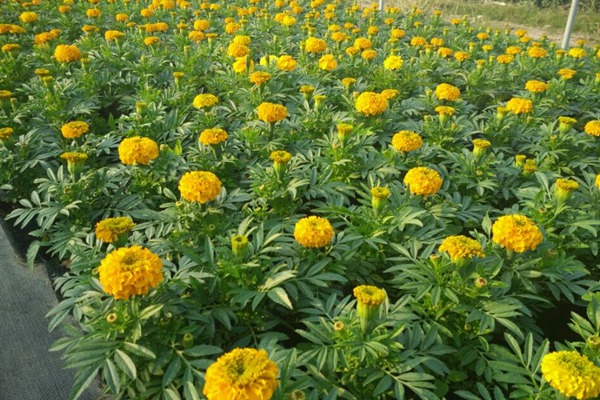 万寿菊 万寿菊