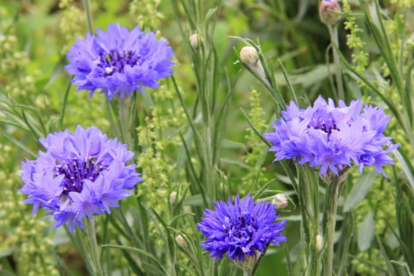 矢车菊 矢车菊